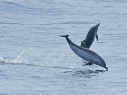 Cetacei e uccelli marini dalla barca